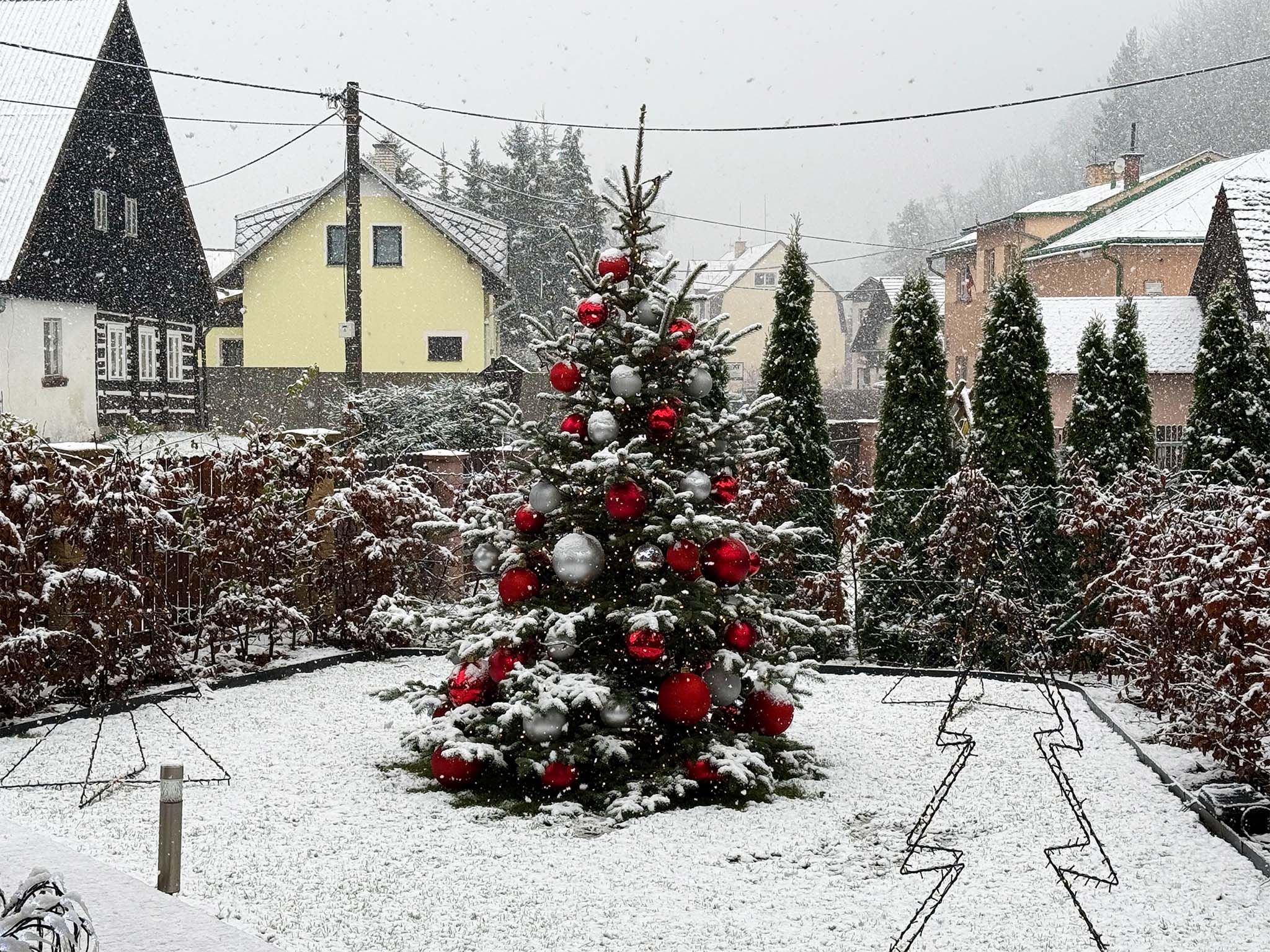 3m živý strom-stříbrno,červené ozdoby